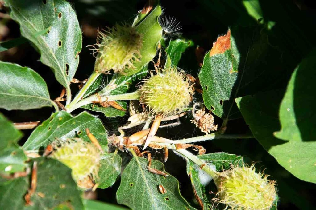 The end of a branch which has some beech leaves. The leaves have holes in them where they have been eaten by some insects. There is also 3 individual pieces of beech must. They are globe shaped and have an unusual texture.