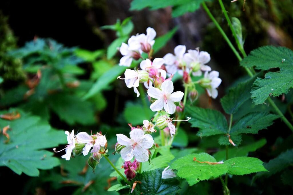 A background of different types of leaves with a clutch of pink flowers sprouting from amidst them. The flowers are very pale pink and have 5 petals. Some of the flowers are coming to the end of their lives.