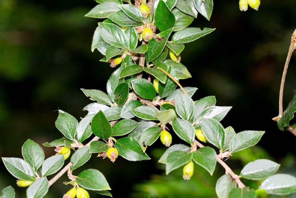 A branch of a cotoneaster plant which is making the shape of an upturned Y. There are the typical cotoneaster leaves and small green berries as they haven’t ripened yet.