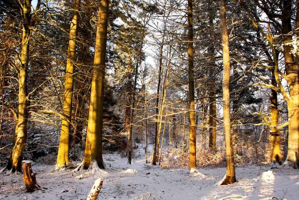 Maryburgh Community Woodland - A Snowy Woodland ⋆ ...