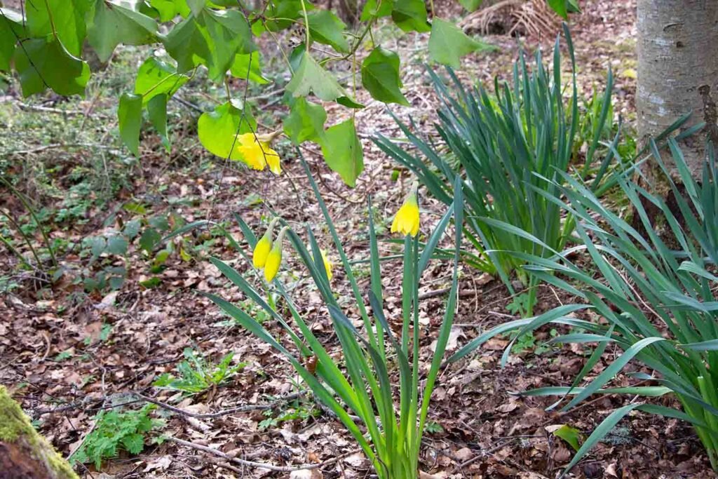 There are familiar leaves of 3 different patches of daffodil plants with one of the patches flowering. At the very right hand side of the photo is the trunk of a tree and we see some Ivy leaves at the top left hand side of the photo. They look as if they are stretching down to touch the daffodil flowers.