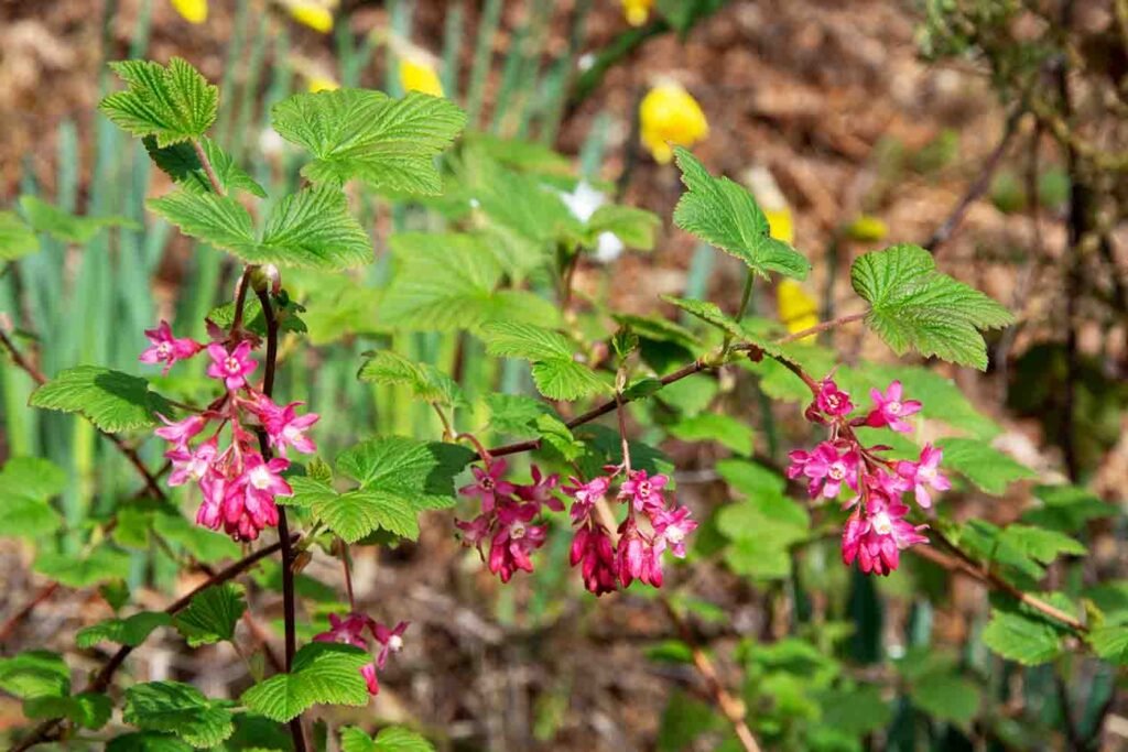 In the background are the yellow heads of daffodils which are just starting to flower. The subject of the photo is part of a red currant bush. We see its leaves and there are hanging bunches of dark pink flowers.