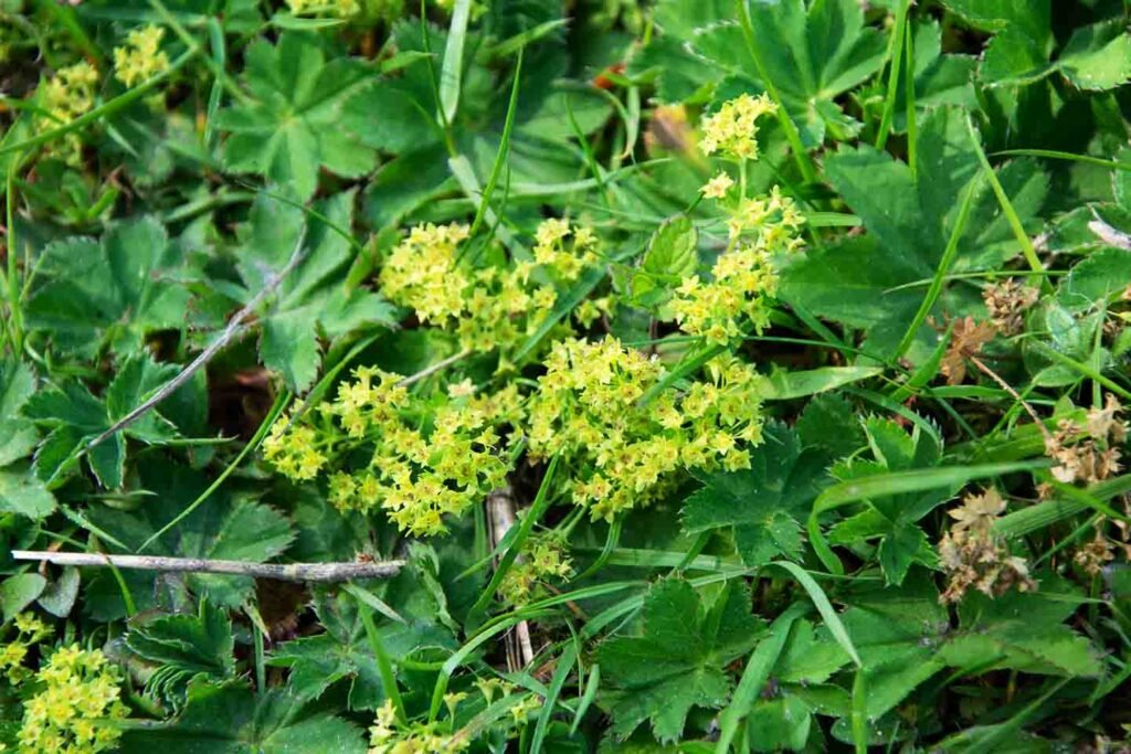 A bed of leaves with a toothed edge. In the centre are flowerheads which are almost yellow in colour.