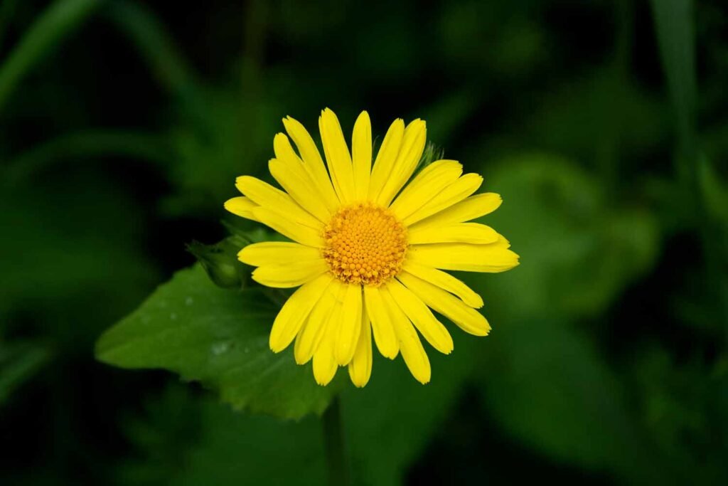 This is a closeup photograph of a leapard’s-bane flowerhead. The background is very dark and you can just make out some of the leaves of the plant. However, the flower-head has many long, thin yellow petals. In the centre of all the petals is circular and looks as if its filled with many tightly packed yellow globules.