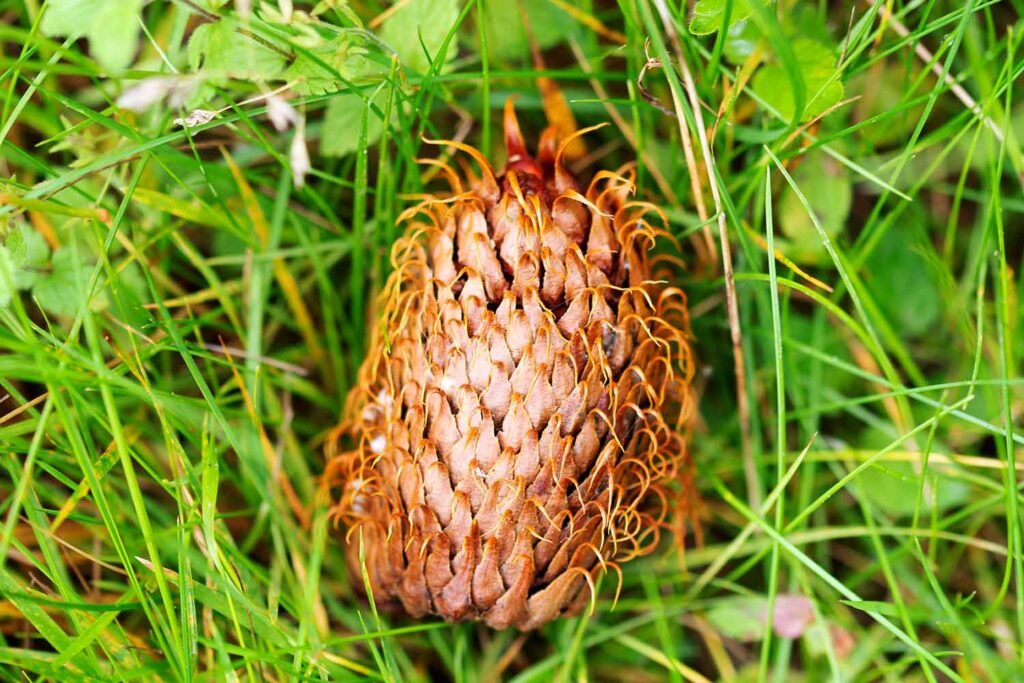 A cone lying on a bed of grasses and other foliage. The cone is a mid-brown colour and is made up of layers of platelets. Each platelet ends in a thin point which is curled back down the platelet.