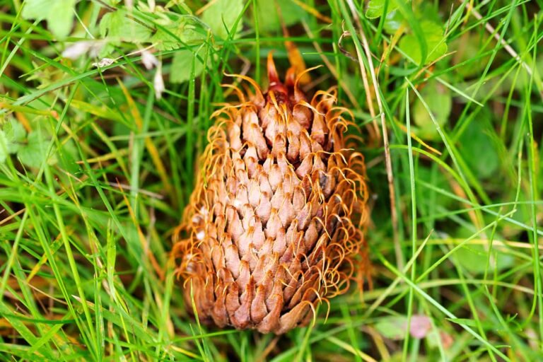A cone lying on a bed of grasses and other foliage. The cone is a mid-brown colour and is made up of layers of platelets. Each platelet ends in a thin point which is curled back down the platelet.