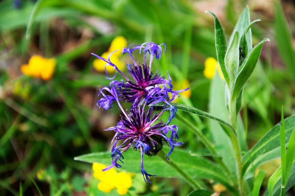 On the right is the leaves and stem of the perennial cornflower plant. The flower heads are on a couple of stalks coming from the plant and are in the middle of the photo. The flowerheads are roughly globe shaped with a centre which is a crimsony-purple and there are individual blue flowers which are positioned round this centre. They look quite messy.