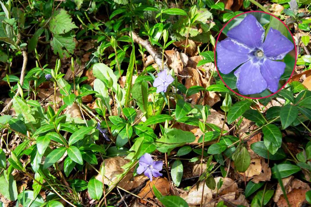 This photo shows a clump of oblong green leaves with a prominent centre spine. There are several 5 petalled blueish flowers with large petals. In the inset at the to right hand corner is a closeup image of the periwinkle flower.