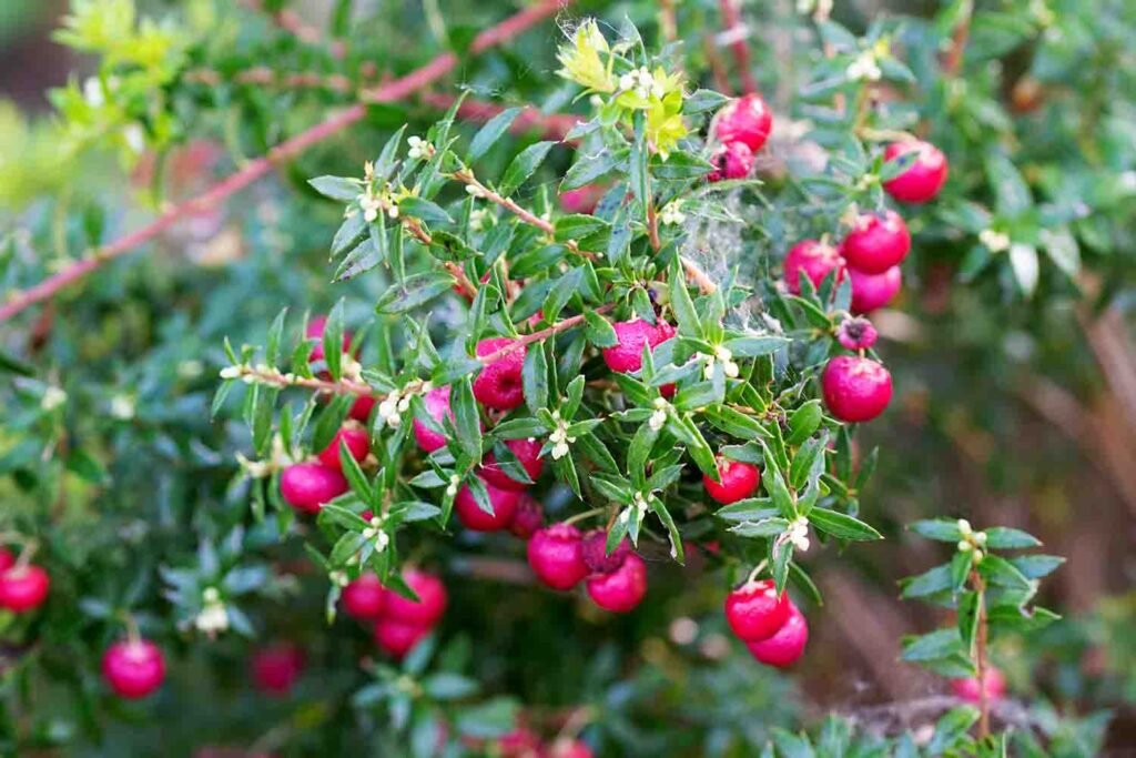 This is a closeup of the berries of a Prickly Heath plant. We have red stems which hold small, thin green leaves. There are also many red, almost crimson, berries. The plant just looks full of berries.