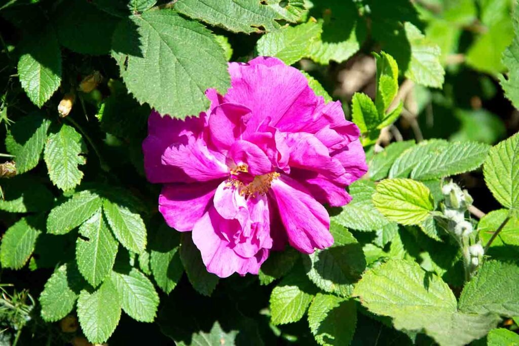 In the middle of the photograph is a vibrant pink rosa rugosa flower. Its petals are almost covering the stamens in the centre.
