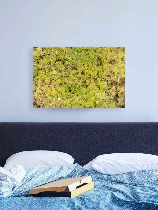 Example of a canvas print with A Bed Of Sphagnum Moss design hanging on a bedroom wall