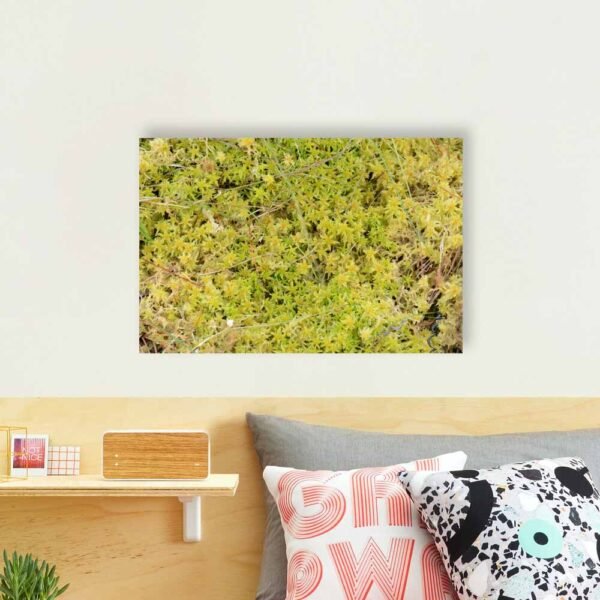 Example of a photographic print with the A Bed Of Sphagnum Moss design hanging on a bedroom wall
