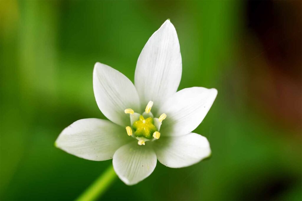 This is a closeup photograph of a Star of Bethlehem flower head. There are 6 white petals around the same number of stamens and a very prominent greenish stigma in the centre.