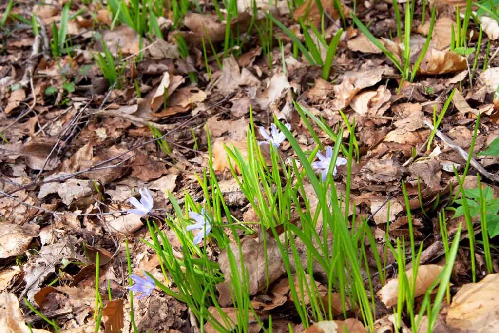 In amongst the undergrowth of the woodland is a patch of flowers. They have quite thin leaves and look as if they may have grown from a bulb. The flowers are quite fragile looking and are a pale-ish shade of lilac and have a very prominent band of darker colour from the longest part of each petal.