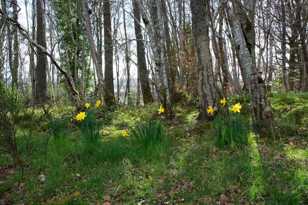 In the distant background you can see glimpses of the Black Isle between the trees. In the foreground of the phots of 3 clumps of flowering daffodils. Behind the daffodils are a variety of species of woodland trees. Low early spring sunshine is streaming through the trees.