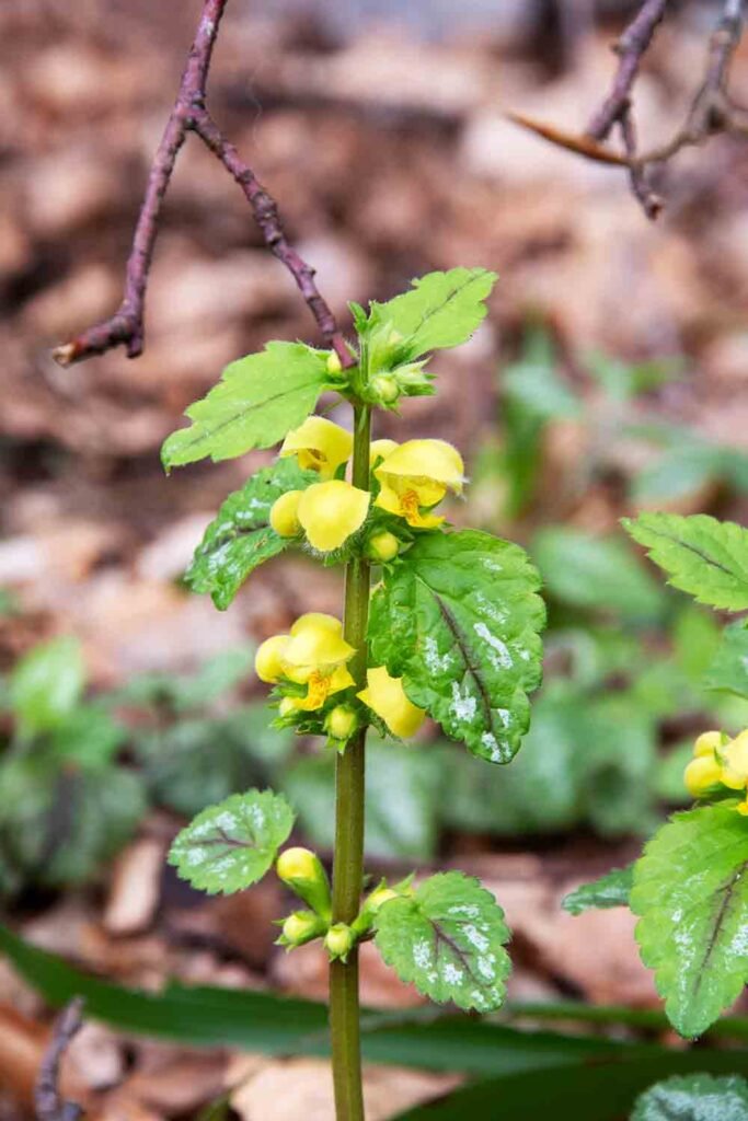 A spike of flowers. The leaves are green with grey patches. The flowers are yellow and look as if they have a hood and a lower petal dropping down which has much darker markings on it.