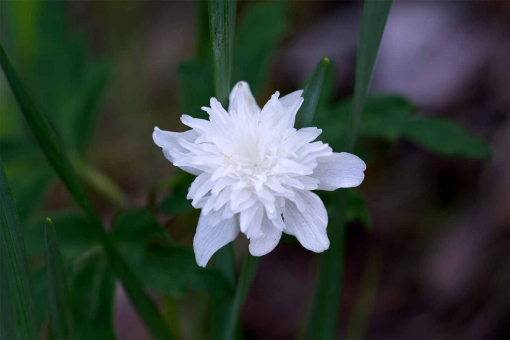 In the background we can see the leaves of this plant. In the foreground we find a white flower. The outside petals look quite flat whereas the inside appears to be made up of layer upon layer of small white petals.