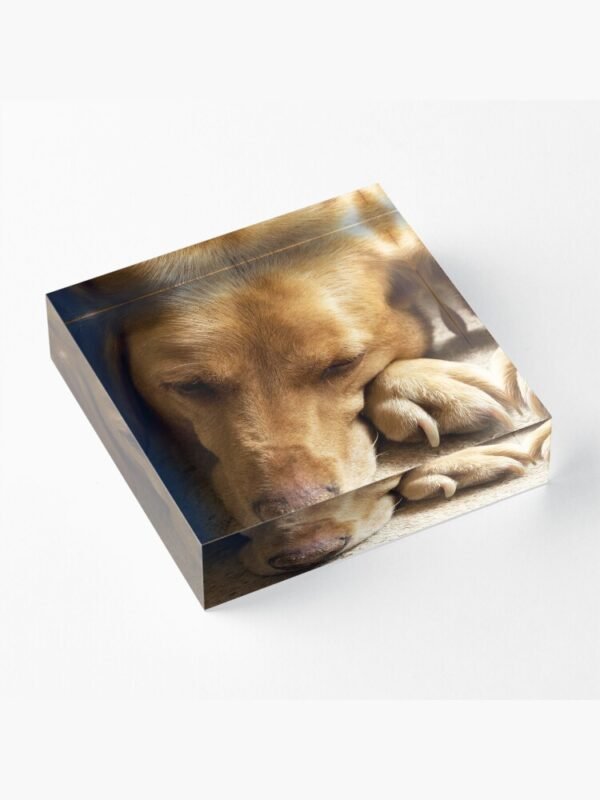 An acrylic block sporting the Willow the Wanderer Sleeping design