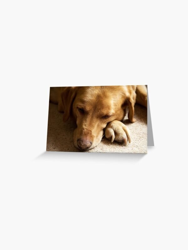 A greeting card with a photo of Willow The Wanderer, a fox red Labrador sleeping.