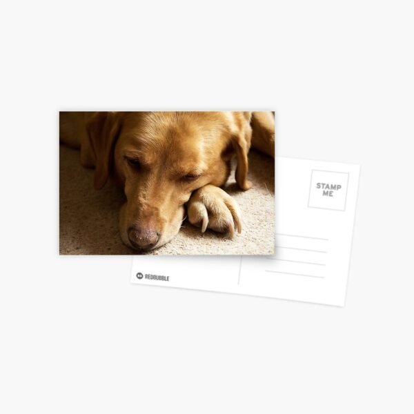 A postcard with a photo of Willow The Wanderer, a fox red Labrador sleeping.
