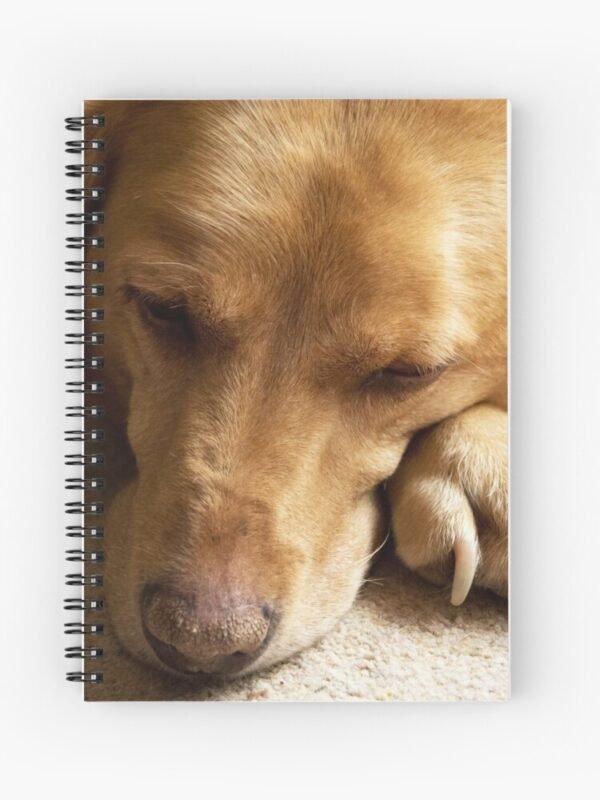 The front cover of a spiral bound notebook with a photo of Willow The Wanderer, a fox red Labrador sleeping.