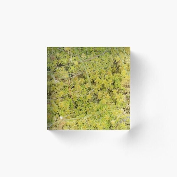 A Bed of Sphagnum Moss acrylic block