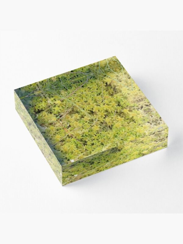 A Bed of Sphagnum Moss acrylic block