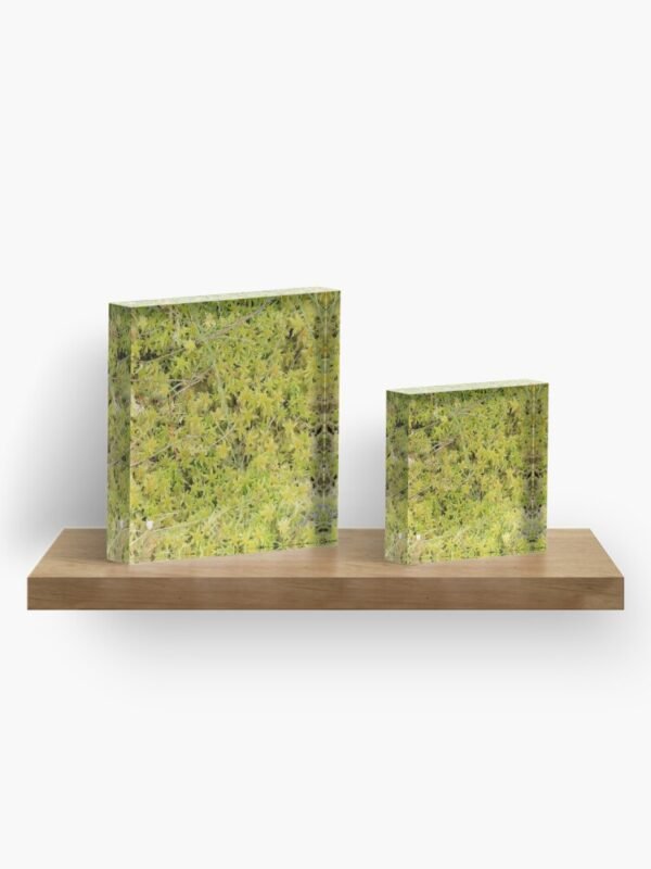 A Bed of Sphagnum Moss acrylic blocks - two blocks on a shelf showing the different sizes