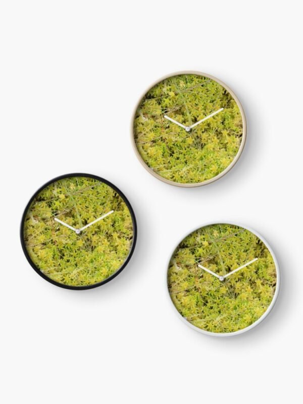 A Bed of Sphagnum Moss clocks - each showing the different frame colours