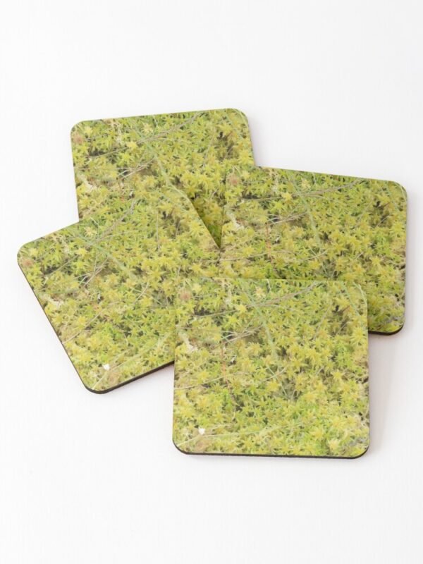 A Bed of Sphagnum Moss set of 4 coasters