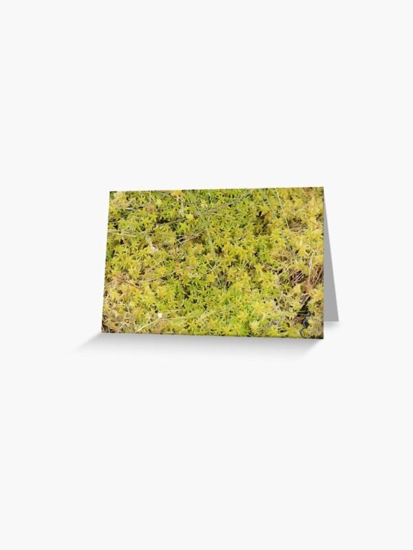 A Bed of Sphagnum Moss greeting card
