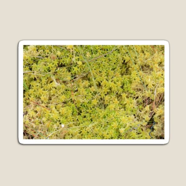 A Bed of Sphagnum Moss magnet