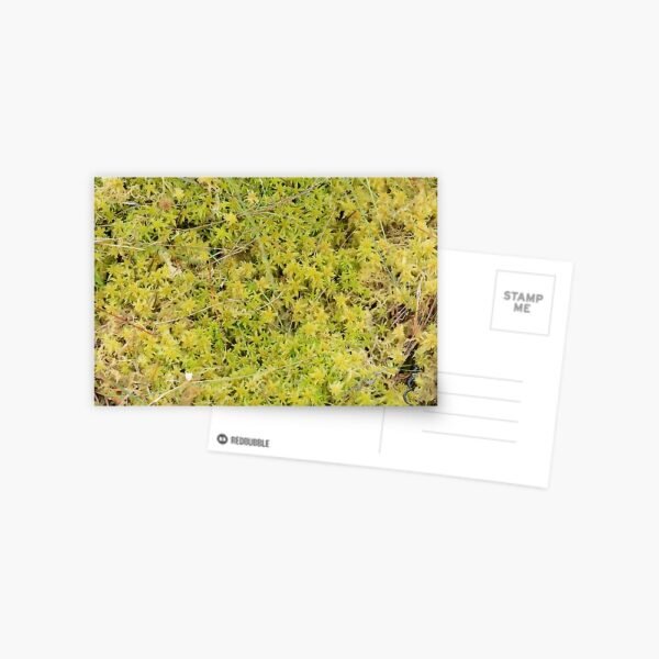 A Bed of Sphagnum Moss postcard